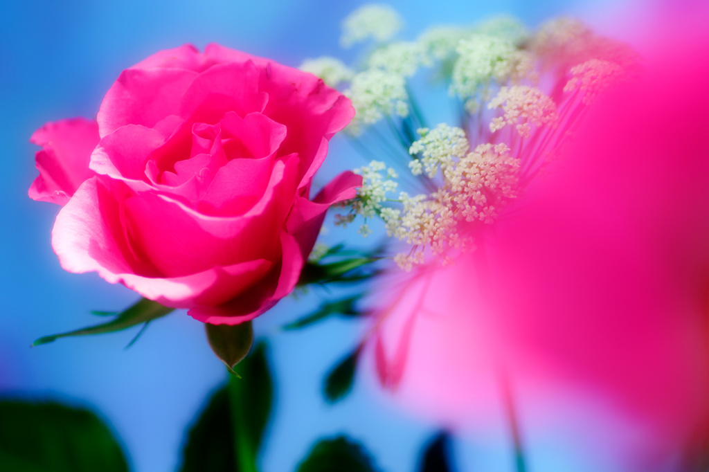 Rose Pink