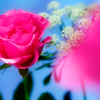 Rose Pink