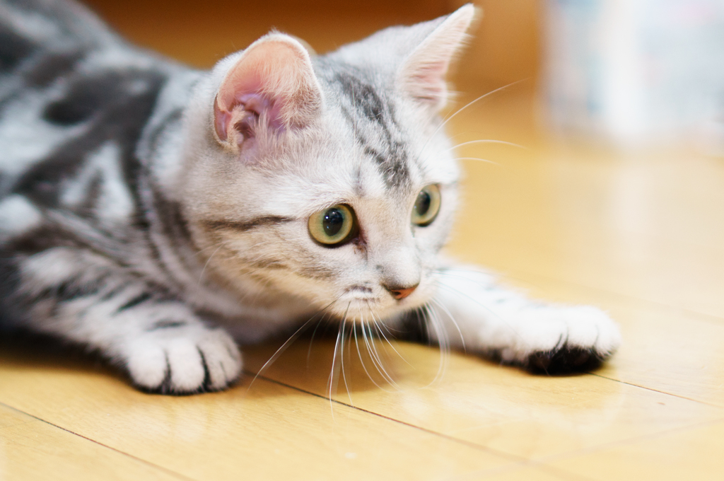 American Shorthair-04