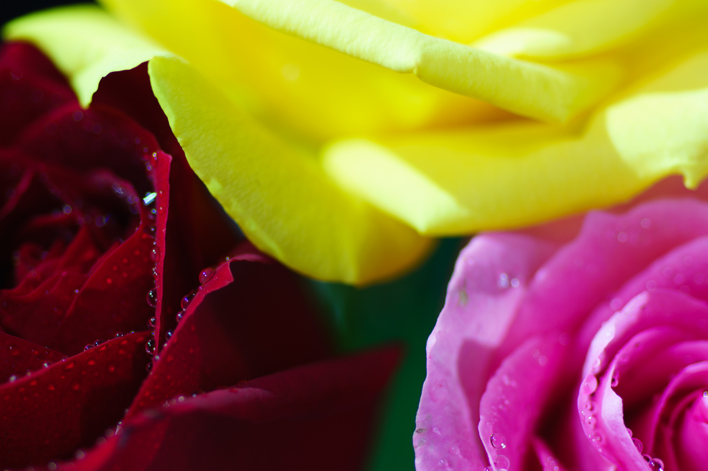 Three Roses