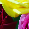 Three Roses