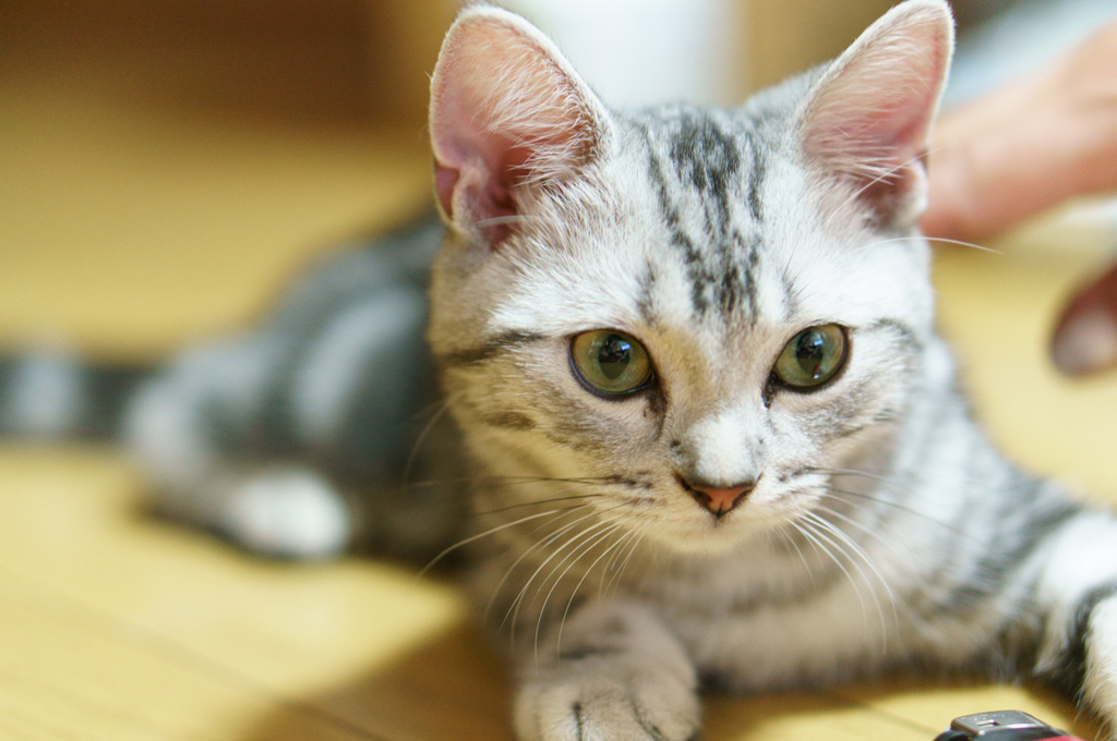 American Shorthair-01
