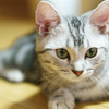 American Shorthair-01
