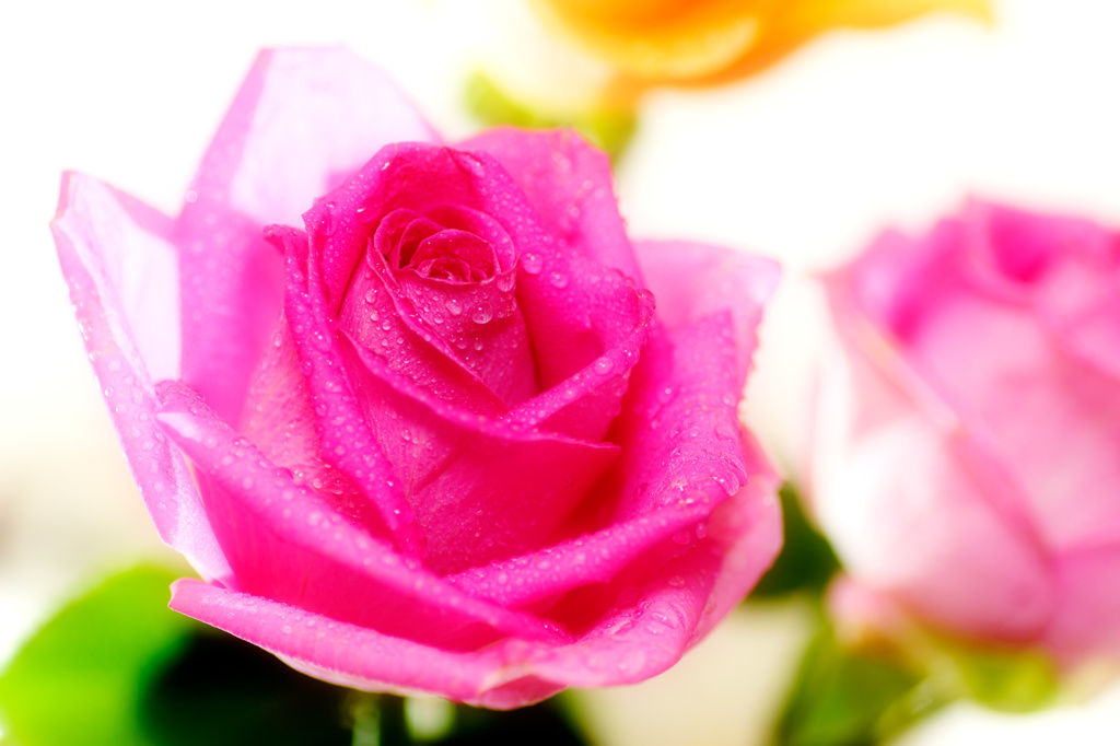 Pink Rose
