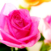 Pink Rose