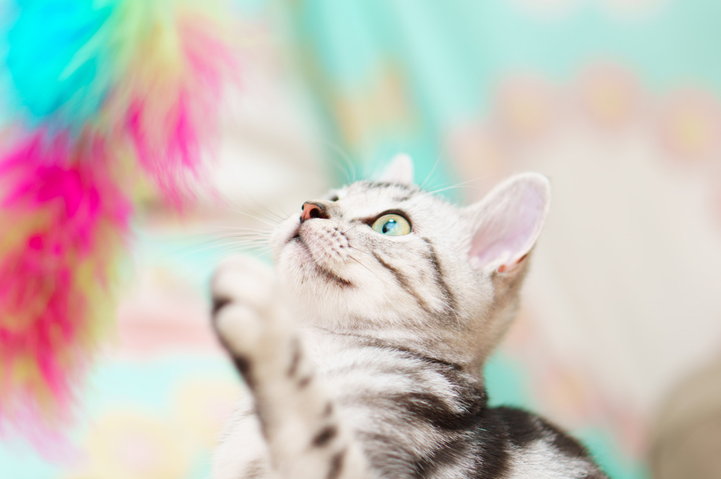 American Shorthair-03