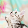 American Shorthair-03