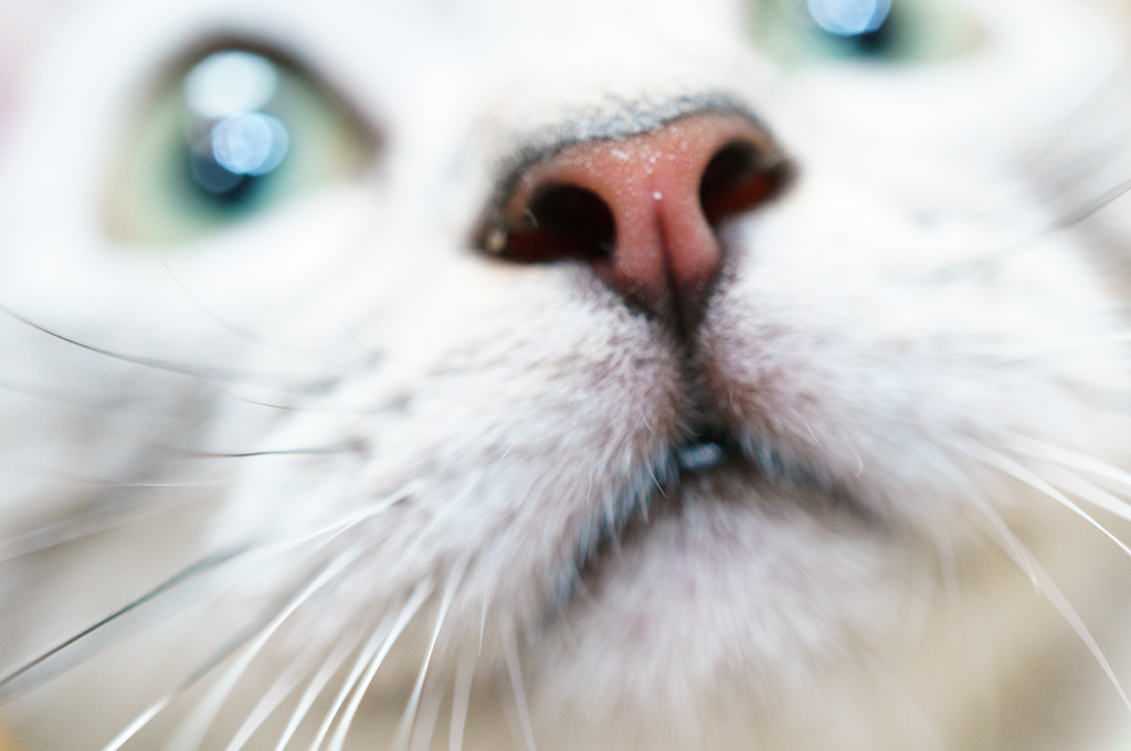American Shorthair-02