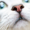 American Shorthair-02