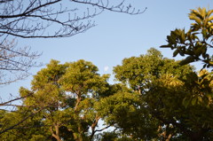朝の月天