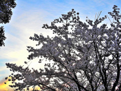 朝焼と桜