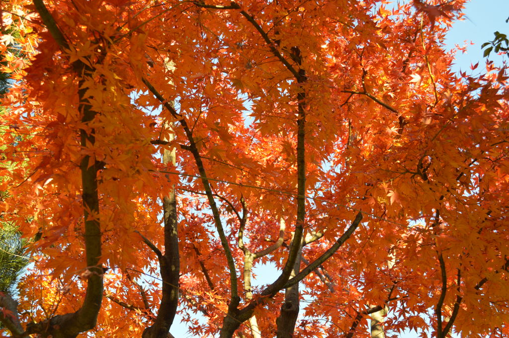 紅葉