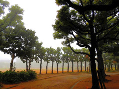 朝霧