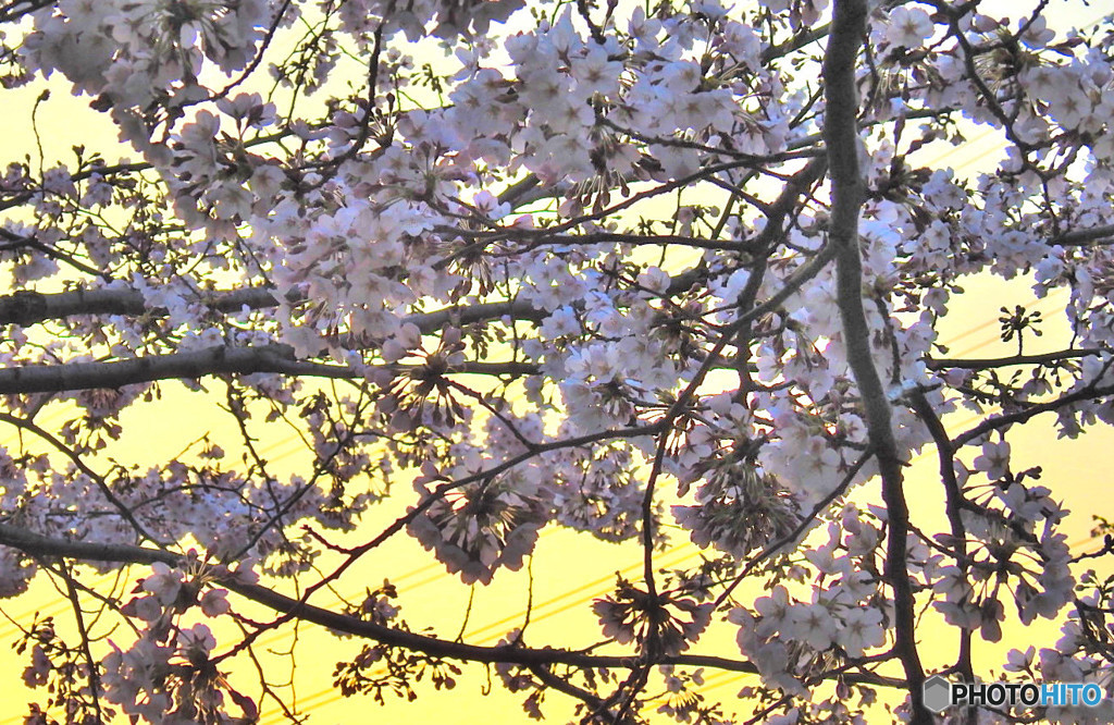 朝焼と桜