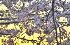 朝焼と桜