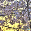 朝焼と桜