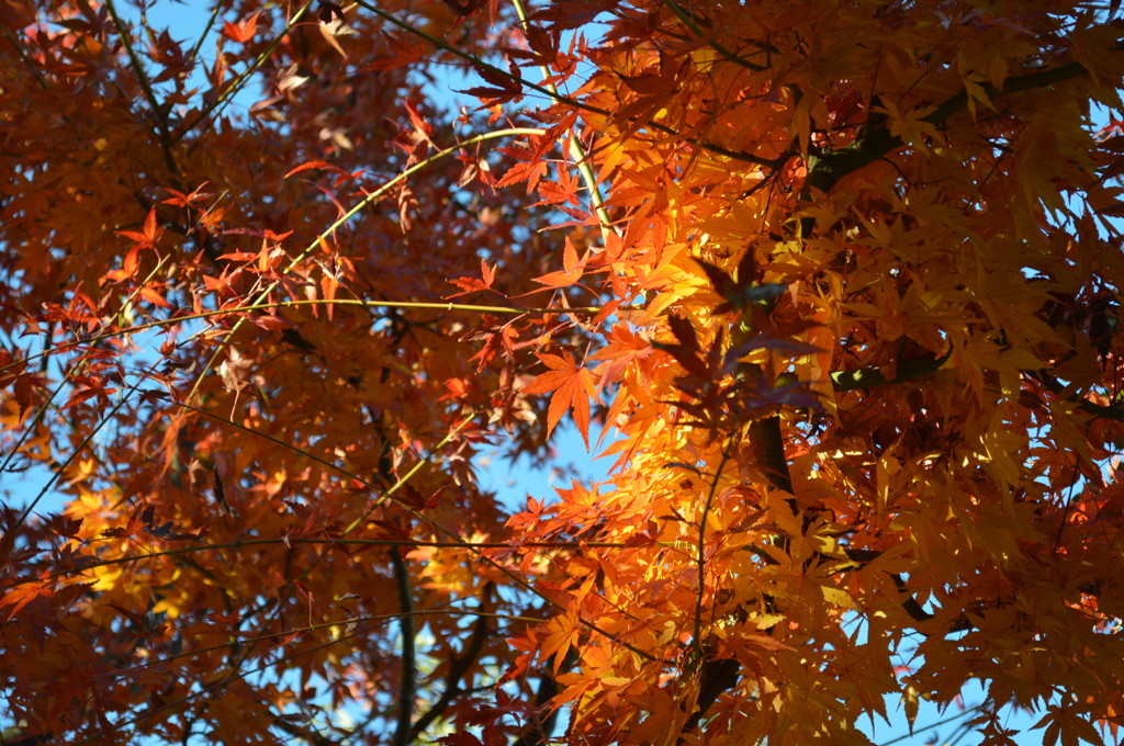 紅葉２