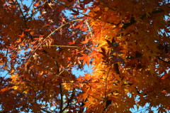 紅葉２