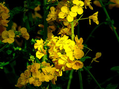 fieldmustard