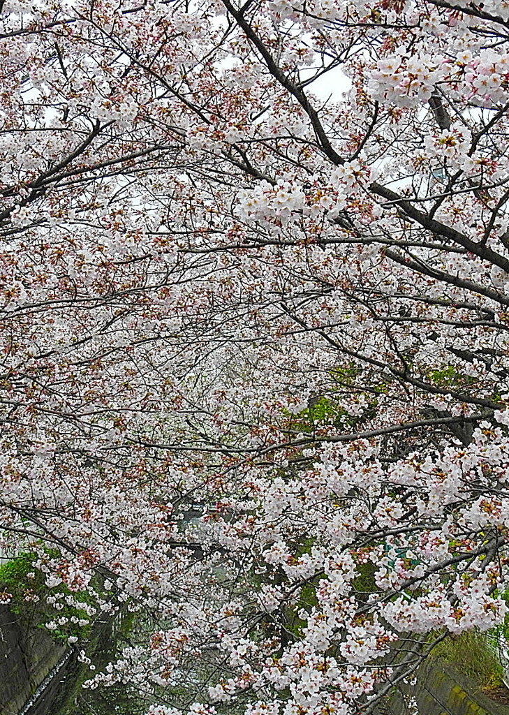 咲き誇り