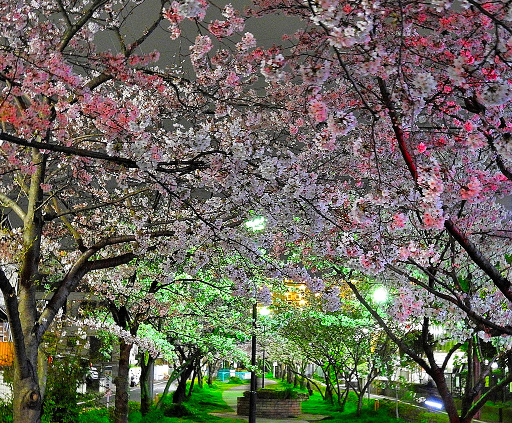 ５分だけの夜桜鑑賞