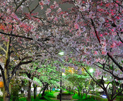 ５分だけの夜桜鑑賞