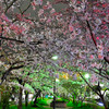 ５分だけの夜桜鑑賞