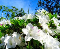 Azelea