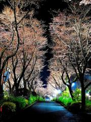 同期と27年ぶりの夜桜