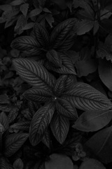 観葉植物