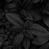 観葉植物