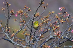 開花を待つ