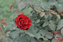 情熱の薔薇