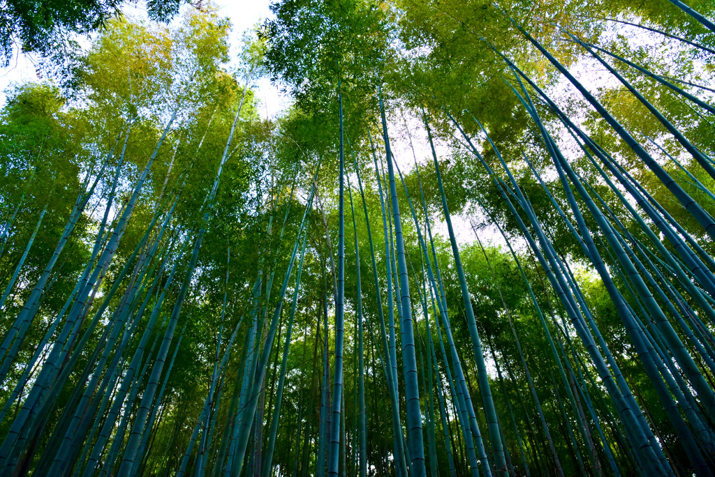 嵐山竹林