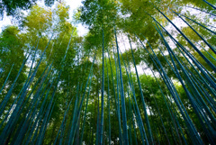 嵐山竹林