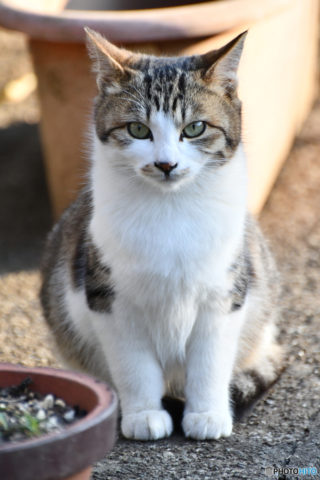 近所の推しメン