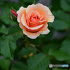 一輪の薔薇