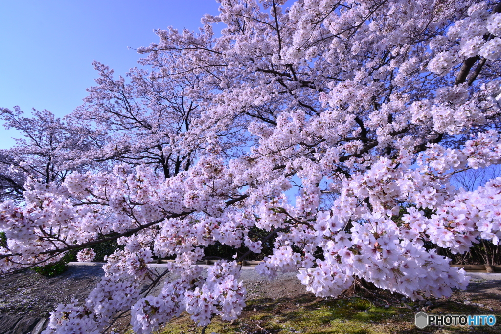 潤桜