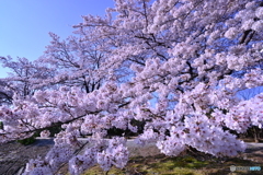 潤桜