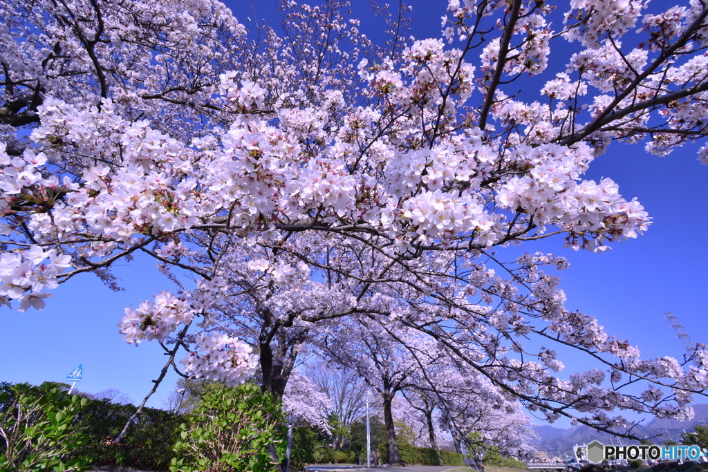 桜乱咲