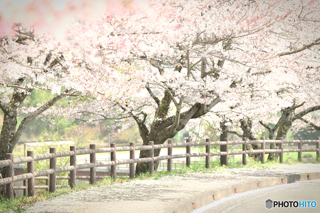 桜咲く