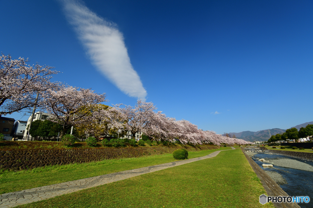 天使の羽