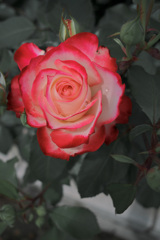 薔薇