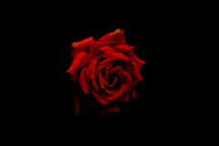 薔薇