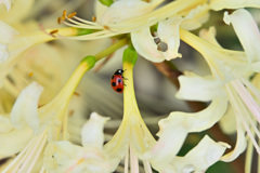 てんとう虫と白い彼岸花