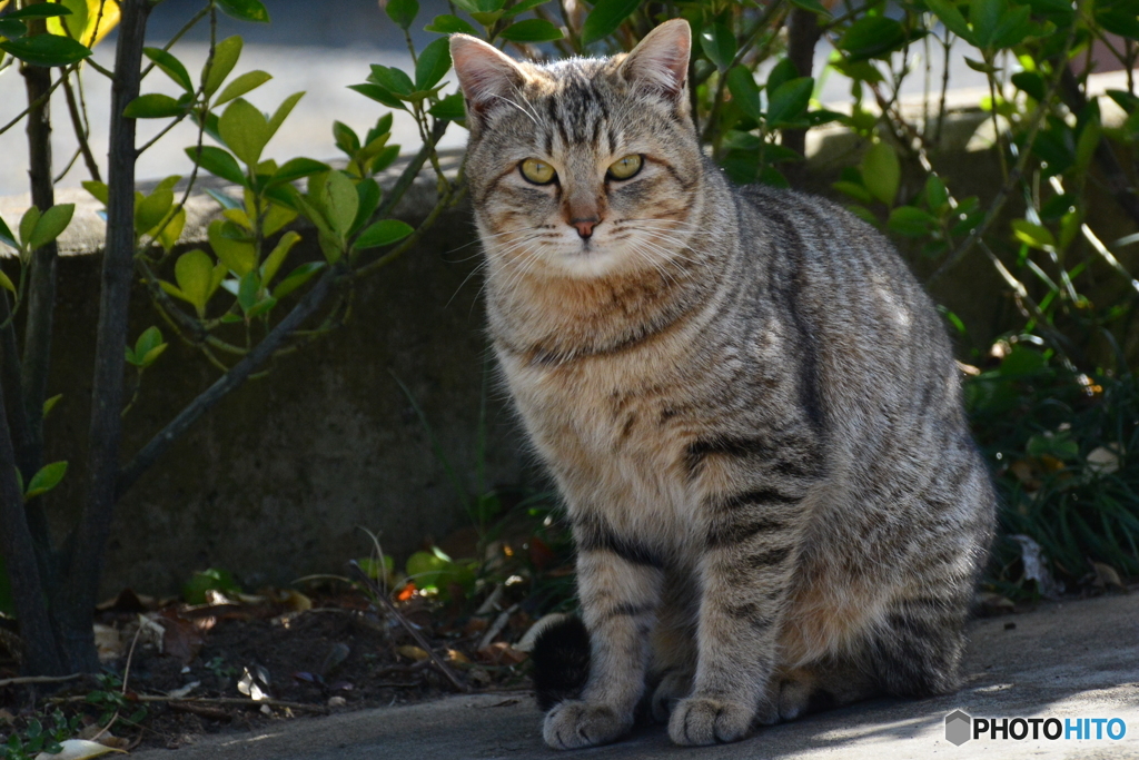 野良猫ブルース