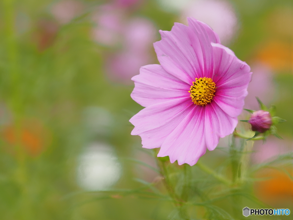 秋桜