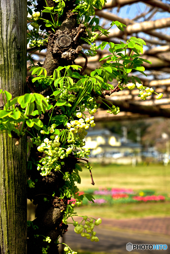 白アケビの花