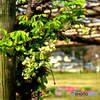 白アケビの花