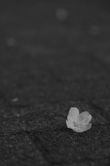 落桜花